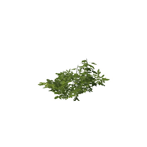 Plant 45_LOD_0